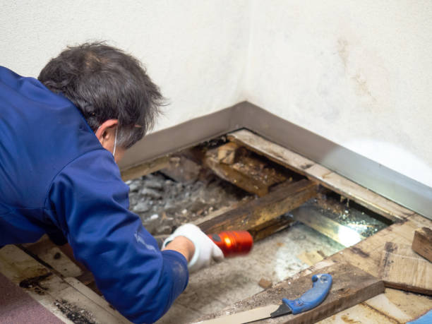 Best Mold Removal Company Near Me  in Oblong, IL