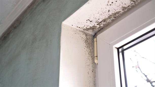 Home Mold Removal in Oblong, IL