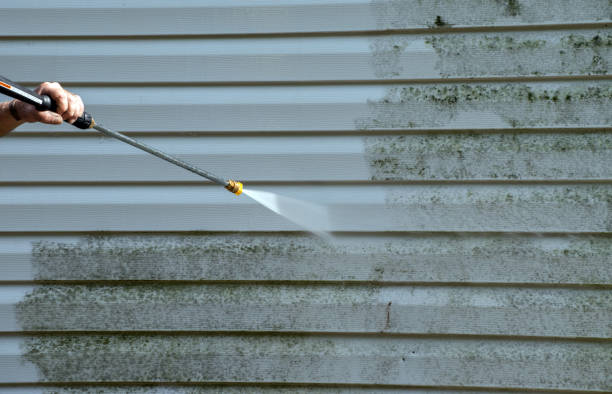 Best Professional Mold Removal  in Oblong, IL