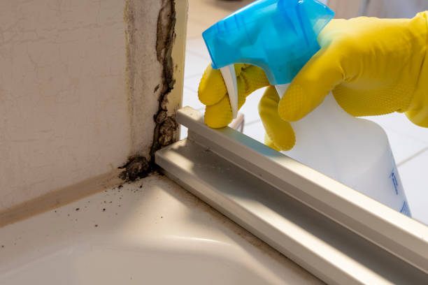 Best Mold Remediation  in Oblong, IL