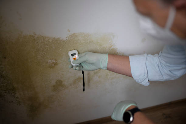 Best Attic Mold Removal  in Oblong, IL