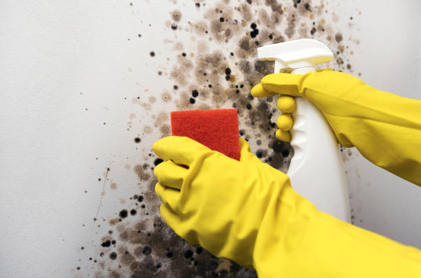 Best Mold Inspection  in Oblong, IL
