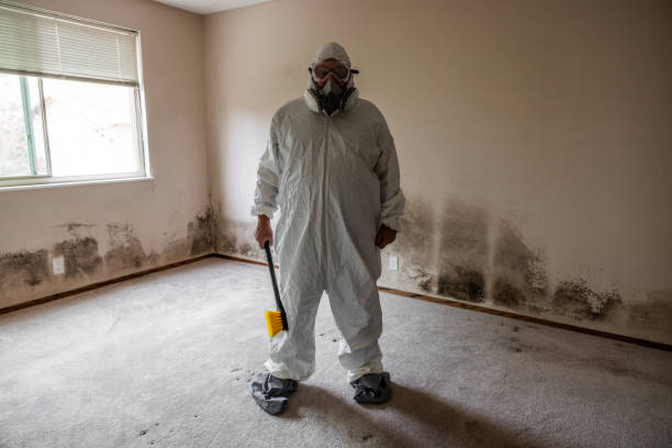 Best Toxic Mold Removal  in Oblong, IL