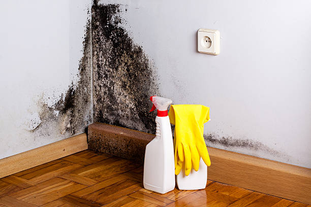 Best Best Mold Removal Companies  in Oblong, IL
