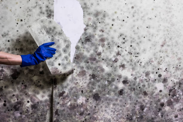 Trusted Oblong, IL Mold Removal Experts
